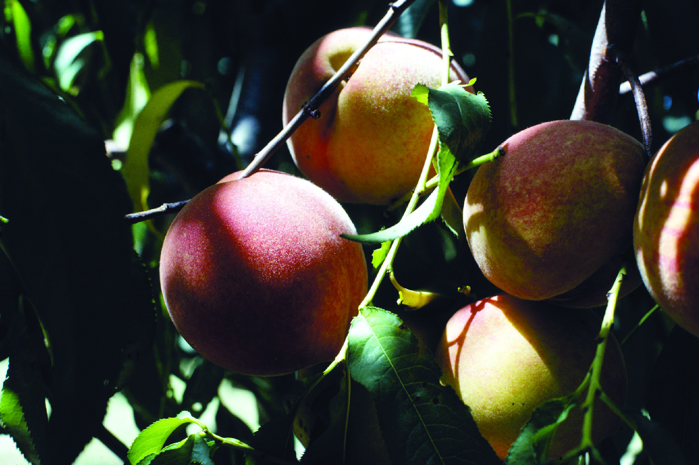 peaches 2jpg